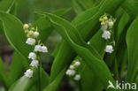 Lelietje-van-dalen (Convallaria majalis)