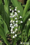 Lelietje-van-dalen (Convallaria majalis)