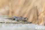 Levendbarende hagedis (Zootoca vivipara)