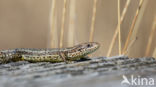 Viviparous Lizard (Zootoca vivipara)