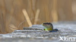 Viviparous Lizard (Zootoca vivipara)