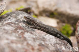 Viviparous Lizard (Zootoca vivipara)