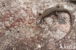 Levendbarende hagedis (Zootoca vivipara)