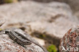 Viviparous Lizard (Zootoca vivipara)