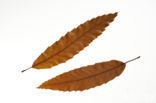 Libanoneik (Quercus libani)