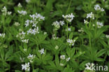 Lievevrouwebedstro (Galium odoratum)