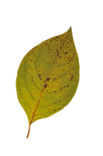 Spicewood (Lindera reflexa)
