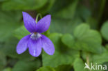 Sweet Violet (Viola odorata)