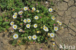 Daisy (Bellis perennis)