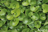 Asarabacca (Asarum europaeum)