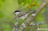 Willow Tit (Parus montanus)