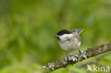 Willow Tit (Parus montanus)