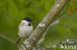 Willow Tit (Parus montanus)