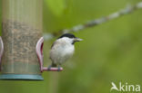 Willow Tit (Parus montanus)