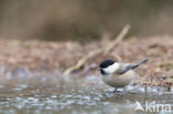 Matkop (Parus montanus)