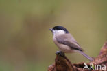 Matkop (Parus montanus)