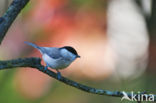 Willow Tit (Parus montanus)