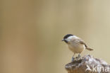 Matkop (Parus montanus)