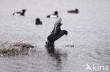 Meerkoet (Fulica atra)