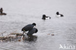 Common Coot (Fulica atra)