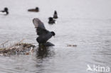 Meerkoet (Fulica atra)