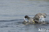 Common Coot (Fulica atra)