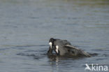 Meerkoet (Fulica atra)