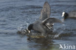 Meerkoet (Fulica atra)