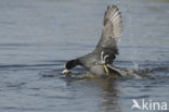 Common Coot (Fulica atra)