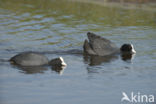 Meerkoet (Fulica atra)