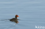 Common Coot (Fulica atra)