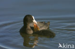 Meerkoet (Fulica atra)