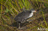 Common Coot (Fulica atra)