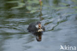 Meerkoet (Fulica atra)