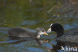 Meerkoet (Fulica atra)