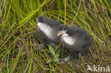 Meerkoet (Fulica atra)