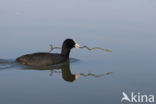 Common Coot (Fulica atra)