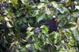 Eurasian Blackbird (Turdus merula)