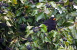 Eurasian Blackbird (Turdus merula)