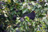 Eurasian Blackbird (Turdus merula)