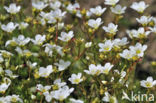Mossy Saxifrage (Saxifraga hypnoides)