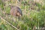 Muskrat (Ondatra zibethicus)