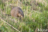 Muskusrat