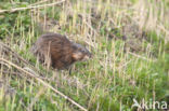 Muskrat (Ondatra zibethicus)