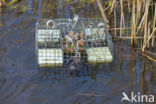 Muskrat (Ondatra zibethicus)