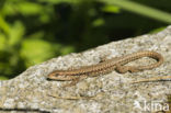 Muurhagedis (Podarcis muralis)