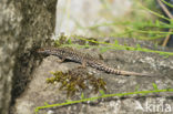 Wall Lizard (Podarcis muralis)