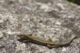 Wall Lizard (Podarcis muralis)