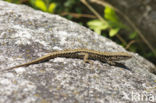 Wall Lizard (Podarcis muralis)