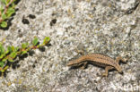 Wall Lizard (Podarcis muralis)